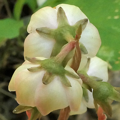 Pyrola americana - Pyrola rotundifolia  - Roundleaf Pyrola, sepals 